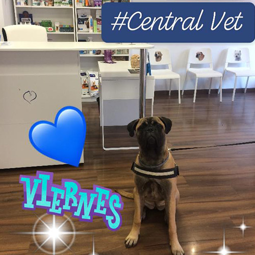 Central Vet perro en veterinaria