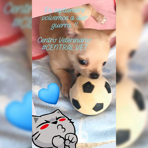 Central Vet perro jugando con balón