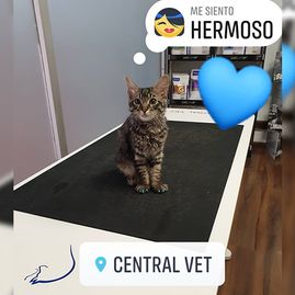 Central Vet Palma S.L. gato en veterinaria