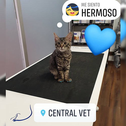 Central Vet gato en veterinaria